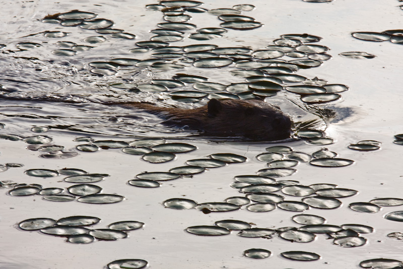 Beaver In Lillies